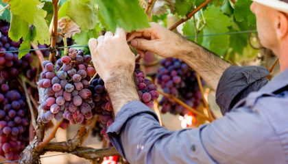 turismo gastronómico